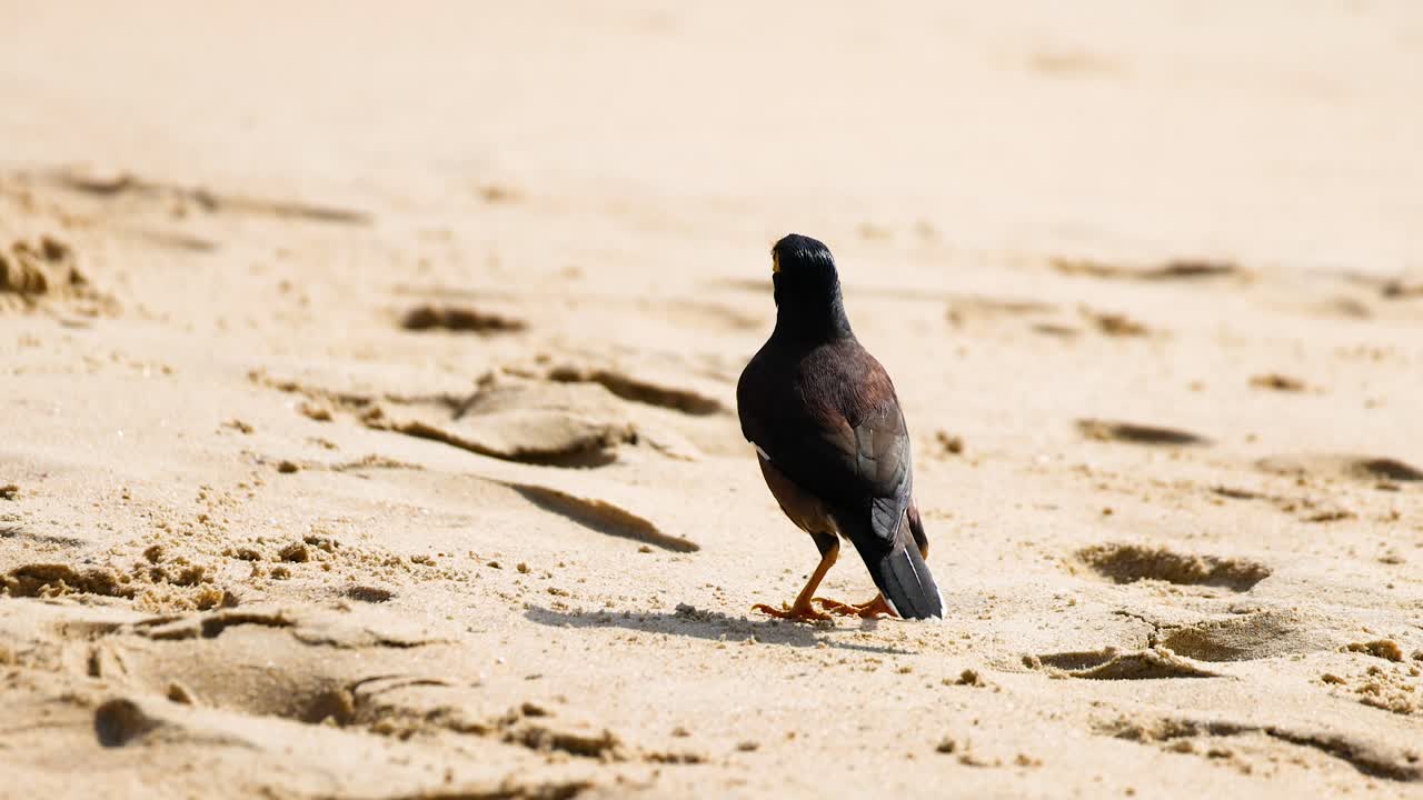 En mynahfugl går langs en sandstrand