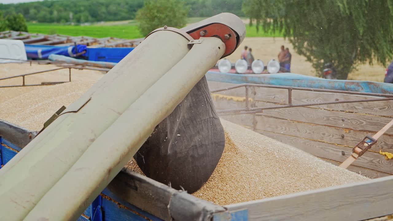 Pouring wheat grains into tractor trailer after harvest over the natural background. Combine harvester pours the wheat crop. Close-up