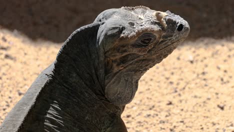 rhinoceros iguana observed in a sandy environment