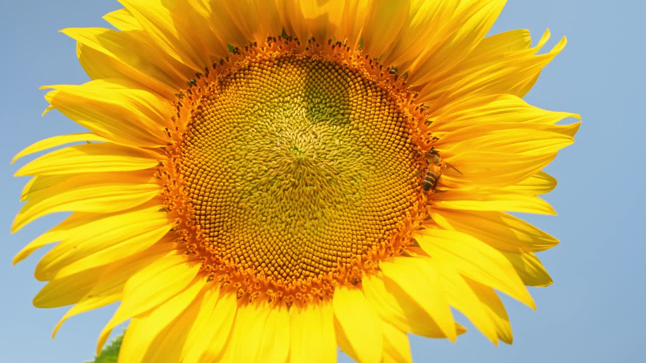 buen día girasol. colorido video del girasol contra el cielo azul.
