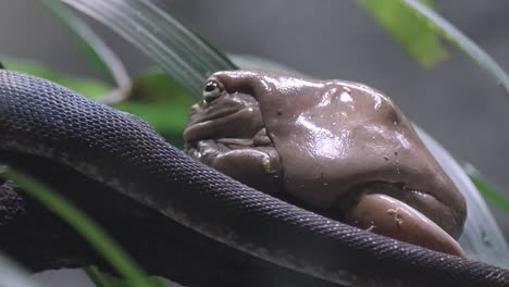 python crawling beside slimy and wet body of white tree frog sitting on tree branch