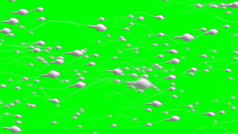 moving egg cell being fertilized by sperm