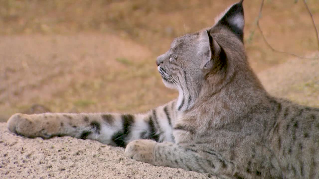 bonito primer plano de una cara de gato montés en el bosque 1