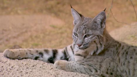 Nice-Closeup-Of-A-Bobcat-Face-In-The-Forest-1