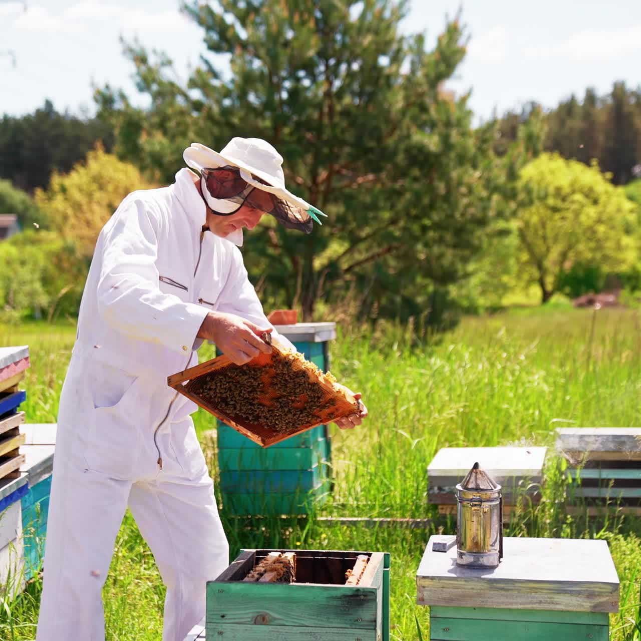 Apicoltura agricola con favi. Apicoltore specializzato che lavora con gli alveari