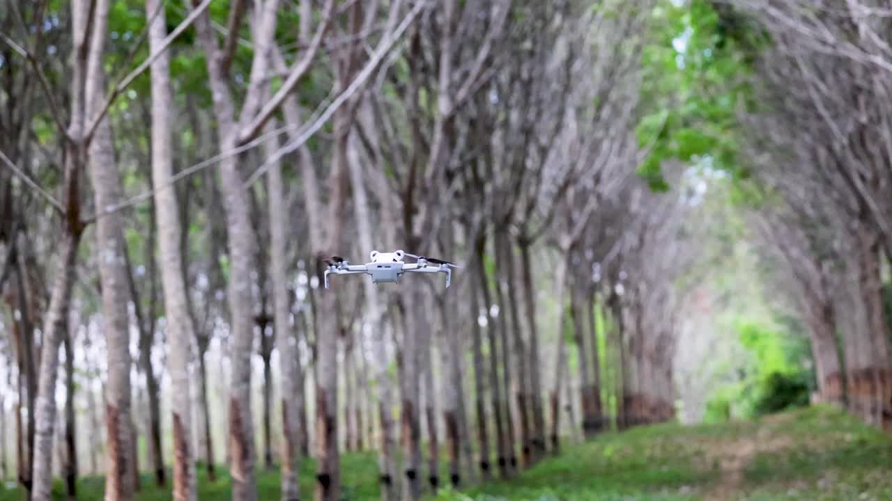 A drone flies smoothly through a serene rubber tree plantation in Phuket, Thailand, showcasing lush greenery and symmetrical tree alignment