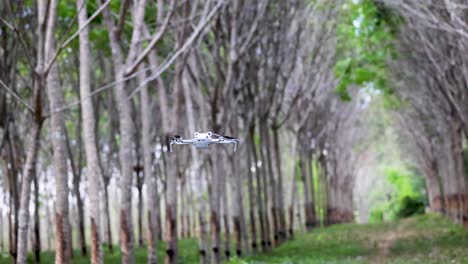 a drone flies smoothly through a serene rubber tree plantation in phuket, thailand, showcasing lush greenery and symmetrical tree alignment