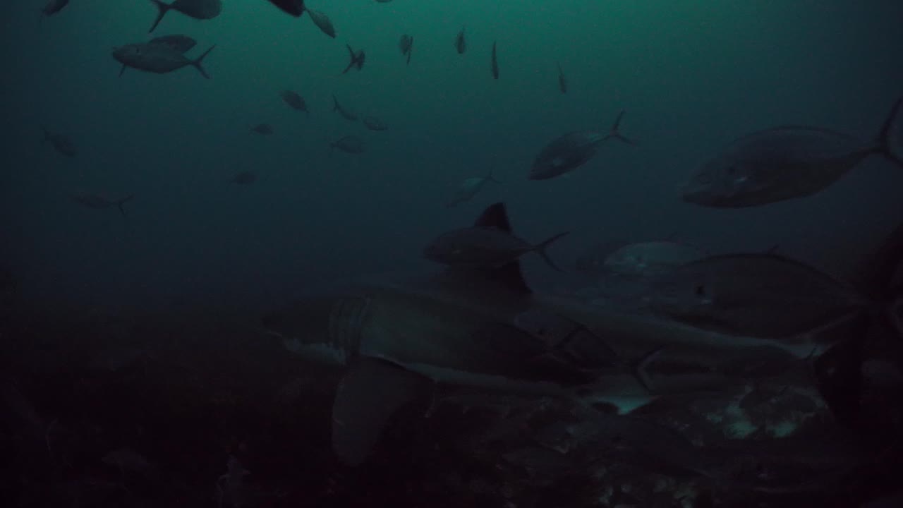 Great White Shark Carcharodon carcharias Neptune Islands South Australia 4k slow motion 50fps