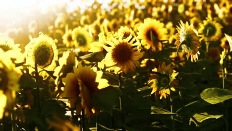 Sonnenblumenfeldlandschaft-Bei-Sonnenuntergang