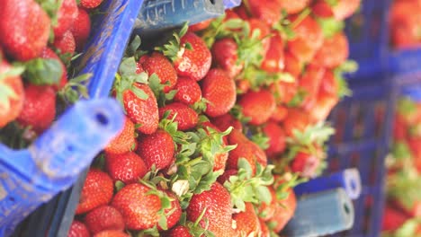fresh strawberries in blue crates