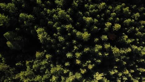 Vista-Aérea-Mirando-Hacia-Abajo-En-Un-Bosque-Verde-Malhumorado