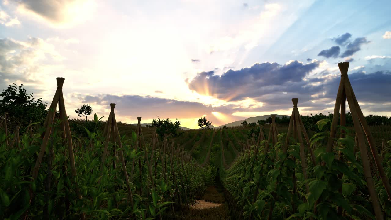 Field Of Green Plants A General Plan Nature Agriculture. Organic Farming. Agriculture Lifestyle Plantation Business Farm Concept. Soy Vegetable Healthy Food Agriculture