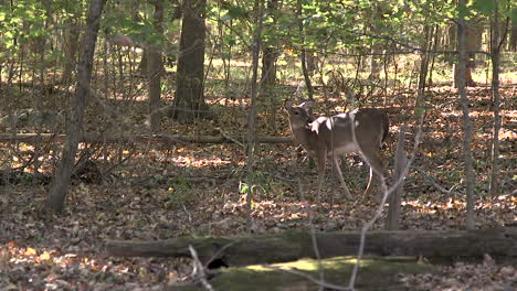 Female-deer-in-the-forest