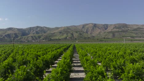 aerial drone pan of orange orchard