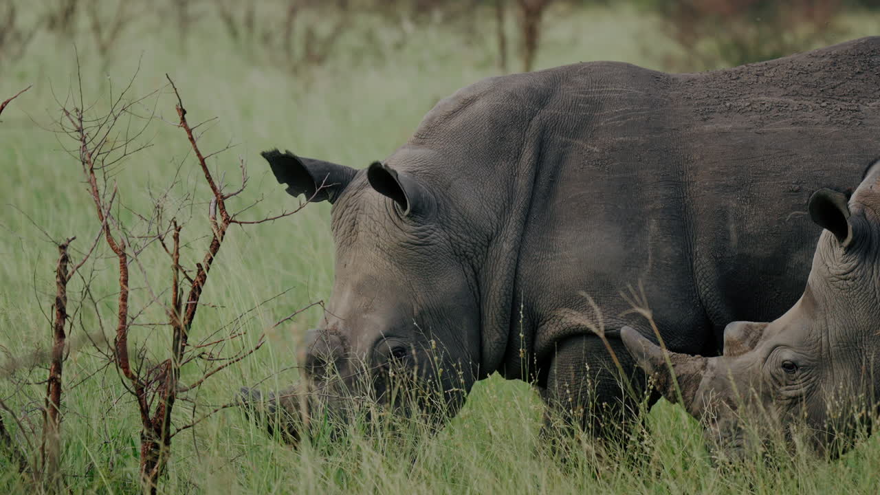 White Rhinos in the African Savannah