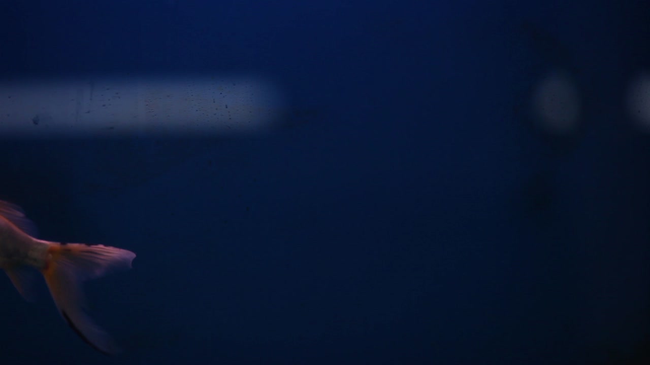Shubunkin, muhteşem mavi arka planı olan yeni kurulmuş akvaryum balık tankında yüzüyor.