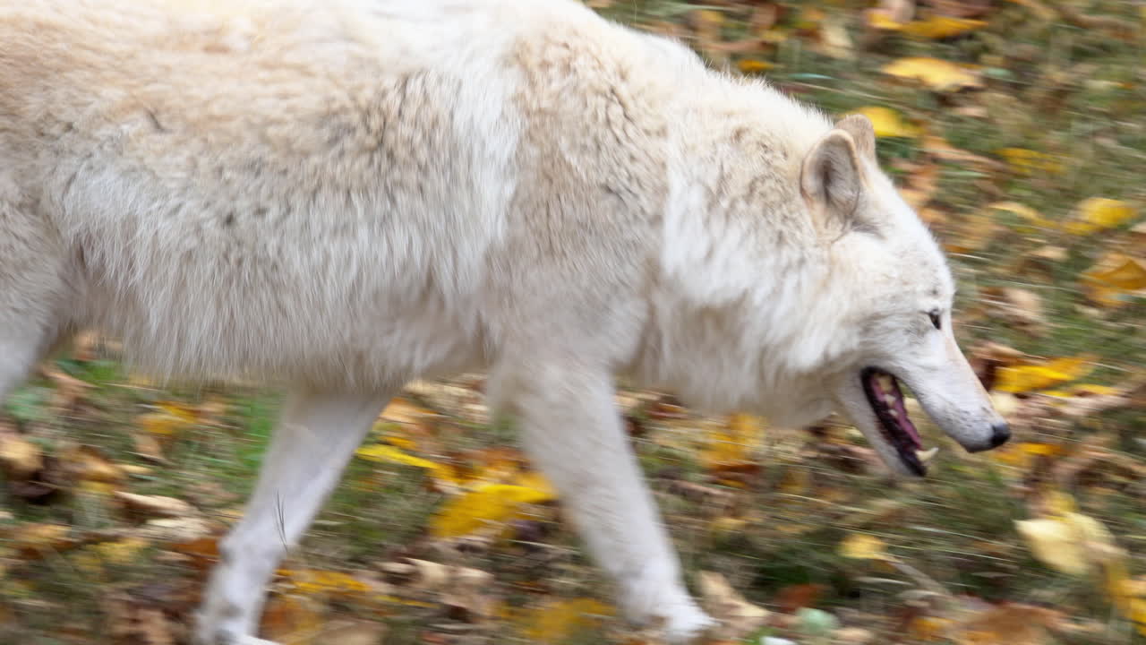 Close-up of a Southern Rocky Mountain Gray Wolf walking and sniffing air