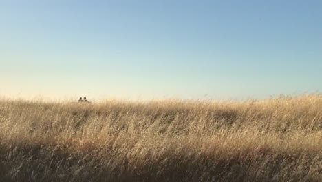 Una-Pareja-En-La-Distancia-Sentados-Juntos-Observando-Aves-Y-Disfrutando-Juntos-De-La-Naturaleza