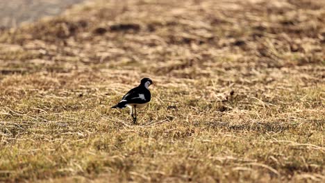 a magpie explores a dry grassy field