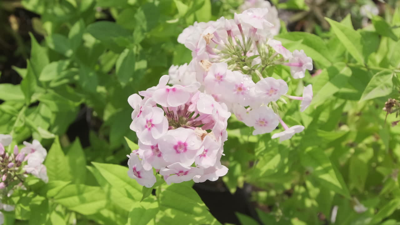 Phlox Flowers in Bloom