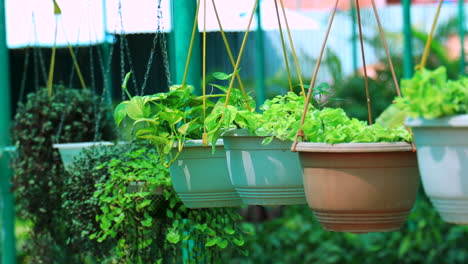 Garden-flowers-hanging-in-a-flowerpot-at-a-nursery-green-house