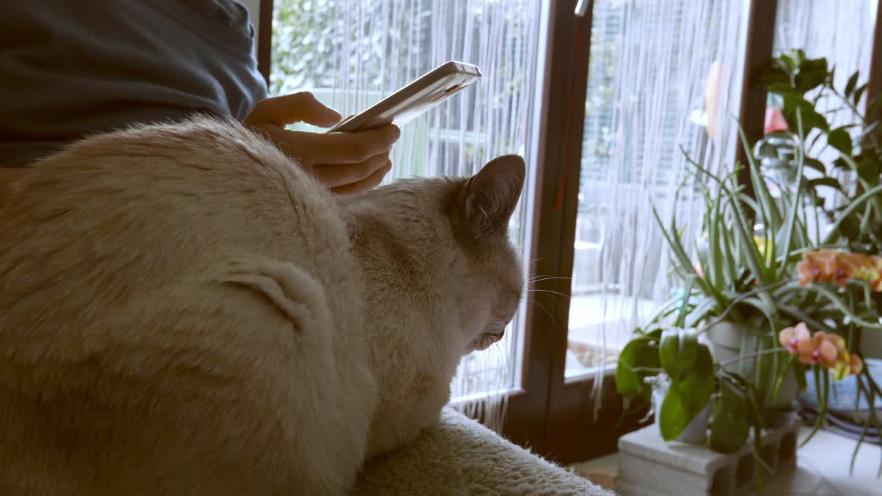 다리에 누워있는 가정용 고양이와 함께 스마트 폰을 사용하는 여성