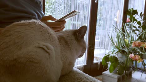 woman using smart phone with domestic cat lying on legs