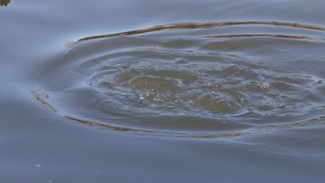 duck submerges and creates ripples in water