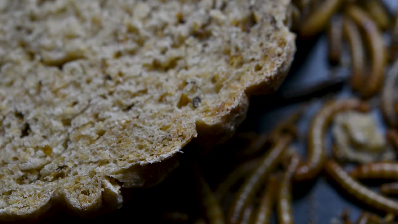 밀웜은 물고기, 뱀, 새, 개구리와 같은 애완동물에게 먹이를 주는 데 사용되는 딱정벌레의 일종입니다.