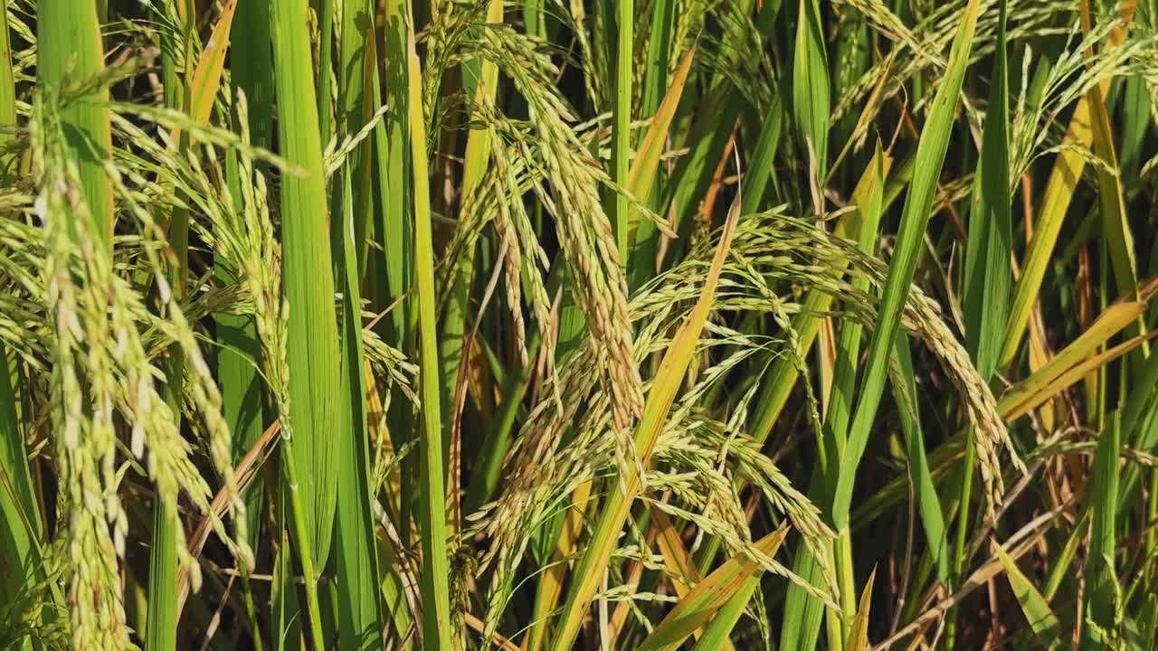 Un campo di riso illuminato dal sole ondeggia dolcemente nella brezza, con chicchi dorati che pendono pesanti su alti steli verdi, catturando la calma e la bellezza di una risaia in maturazione
