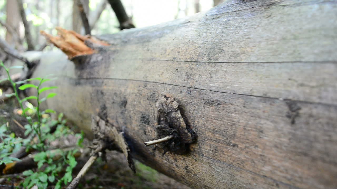 Trunk without bark. Pine trunk