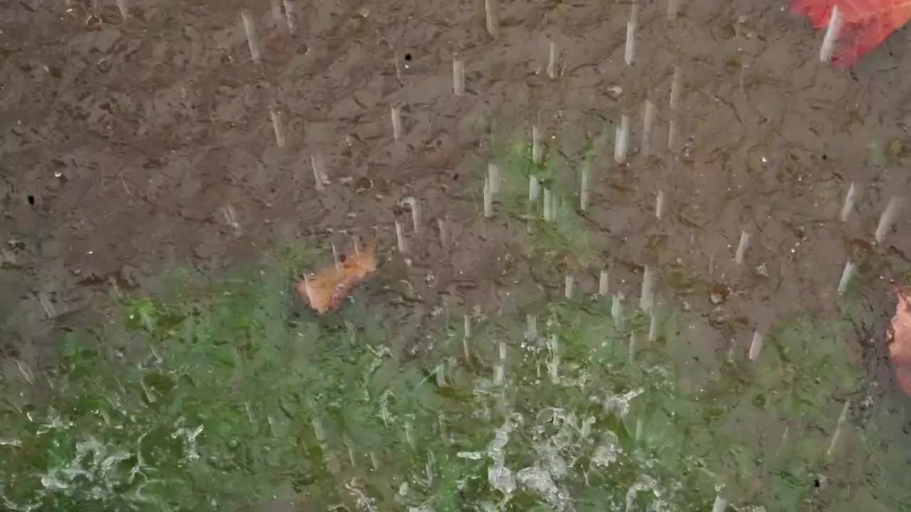 Rain falling on muddy garden soil, soft droplets hit green grass and orange leaf, shallow puddles ripple across textured earth, tranquil backyard patch after light shower, cinematic macro detail