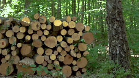 panning right from a forest to a pile of logged cut down tree trunk piles drying