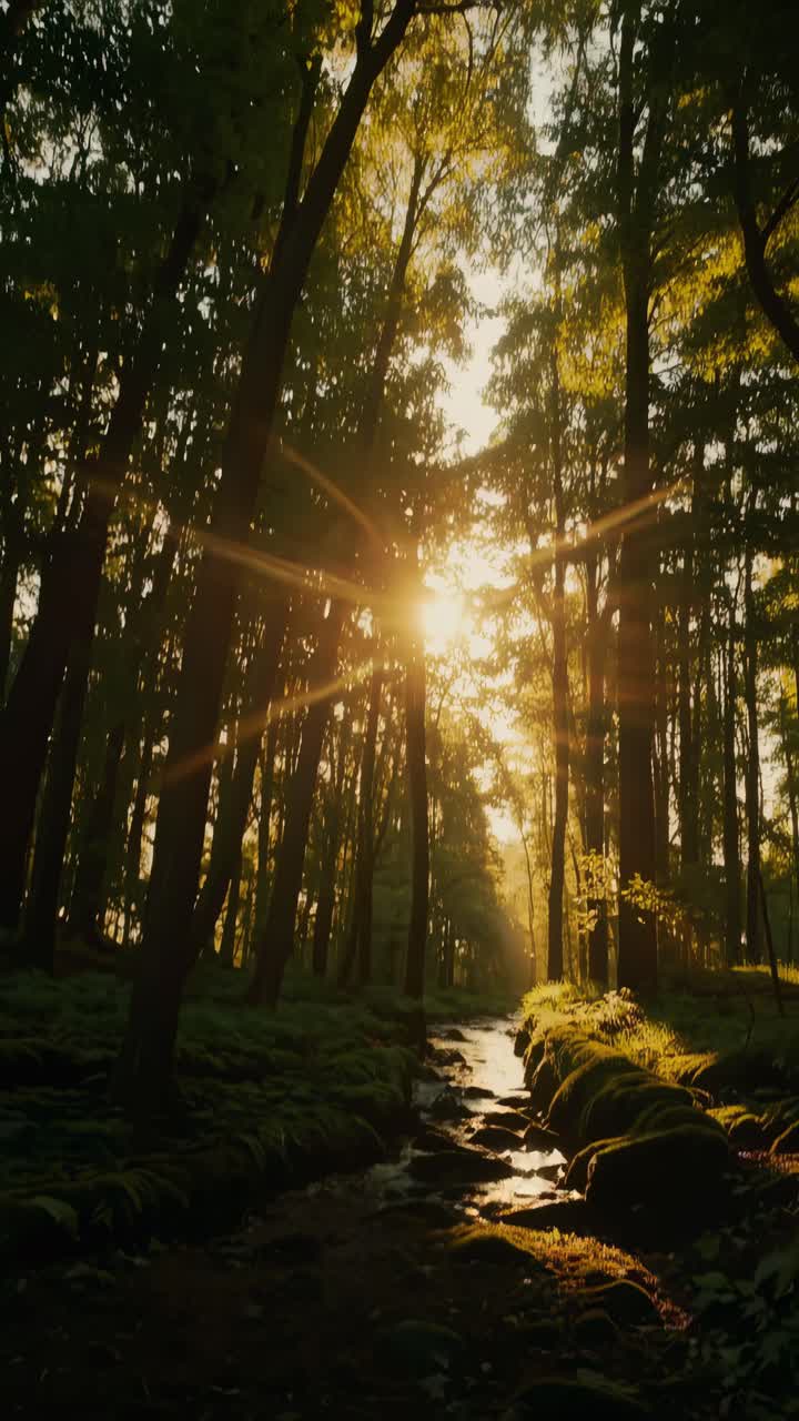 A serene forest scene captured in a vertical video format, with a low-angle view showcasing sunlight