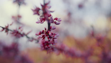 cherry flowers blooming against sky. pink cherry blossom in warm spring garden