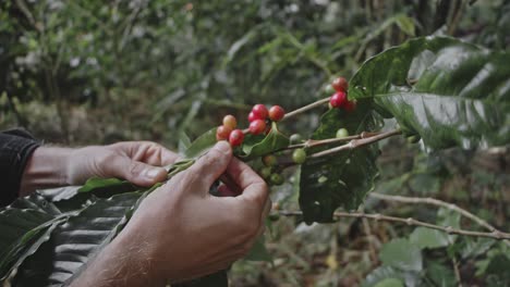coffee harvest in a tropical plantation