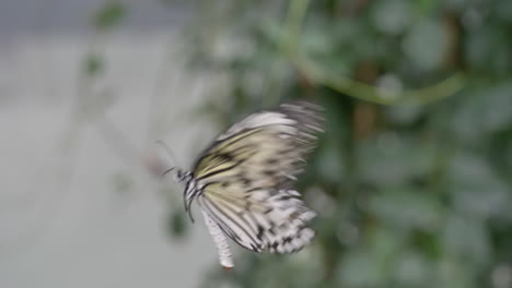 super slow motion of flying rice paper butterfly in focus at nature