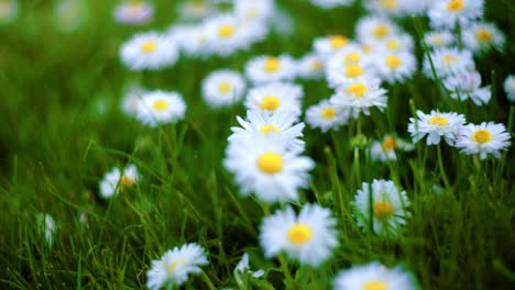 blossoming common daisies in the grass spring background