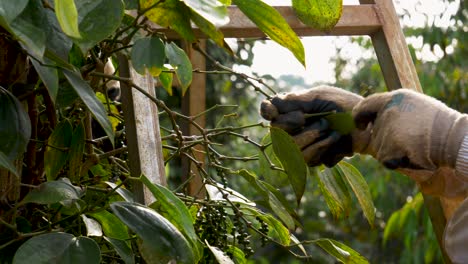 Hands-of-a-person-plucking-black-pepper-from-the-plant-to-harvest-it,-faceless-farmer-working