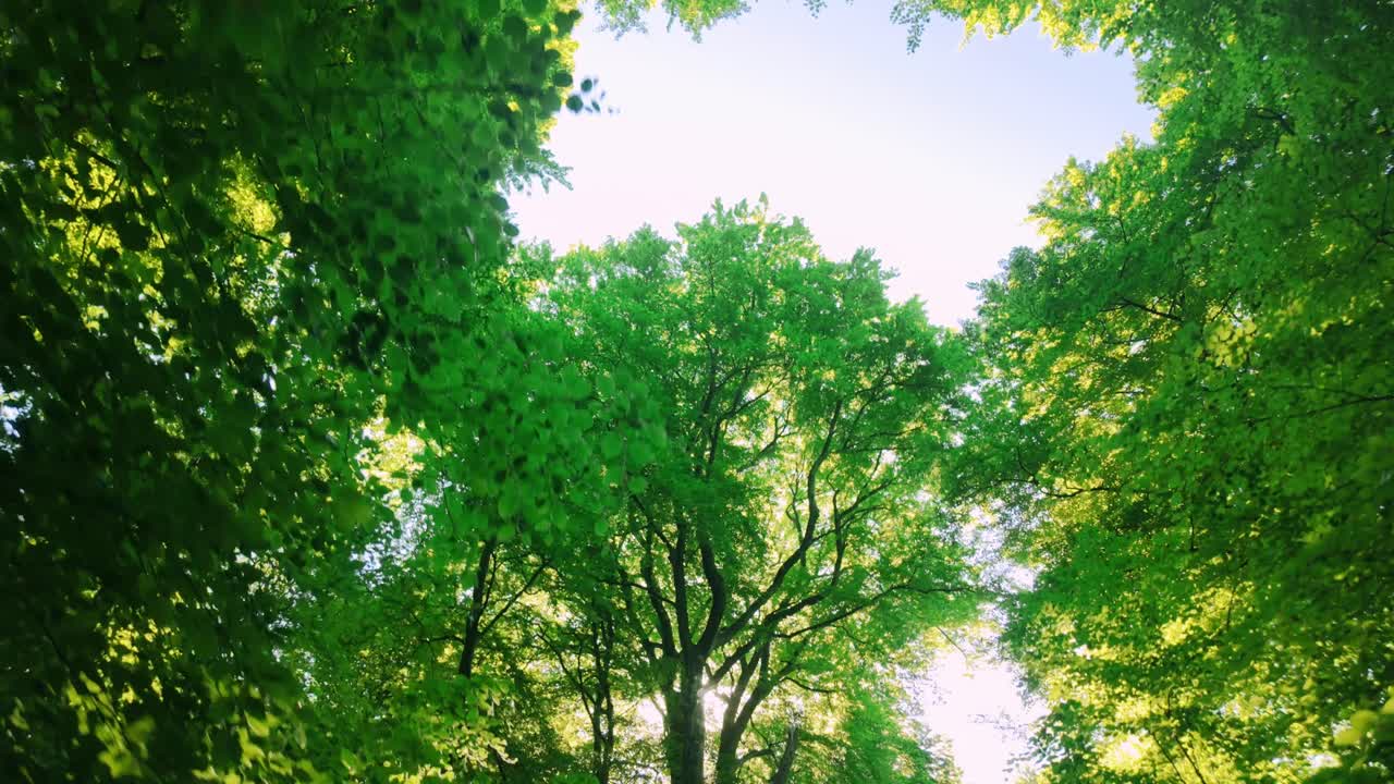 Bright sunstar filtering through lush green leaves of forest trees in Oosterbeek. Looking up at the sky through tall beech trees during a sunny spring day in the Netherlands countryside