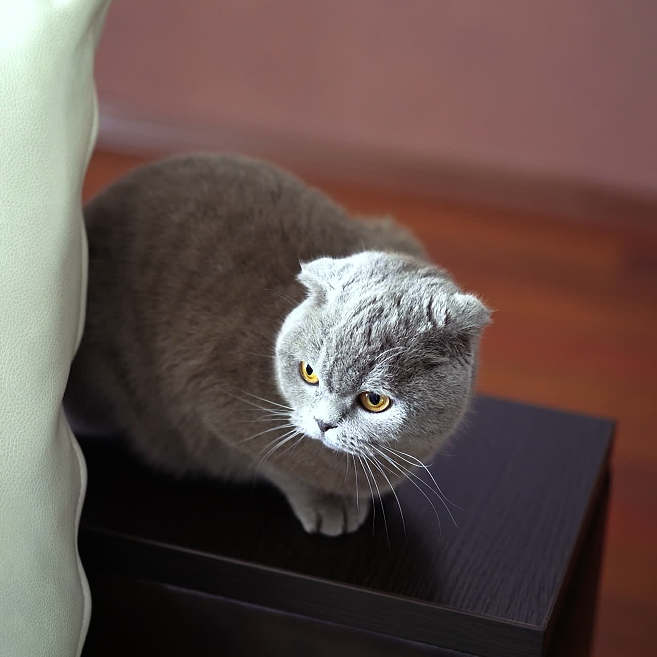 Nobile gatto fiero sdraiato sul davanzale della finestra. Il British Shorthair dal pelo grigio-blu.