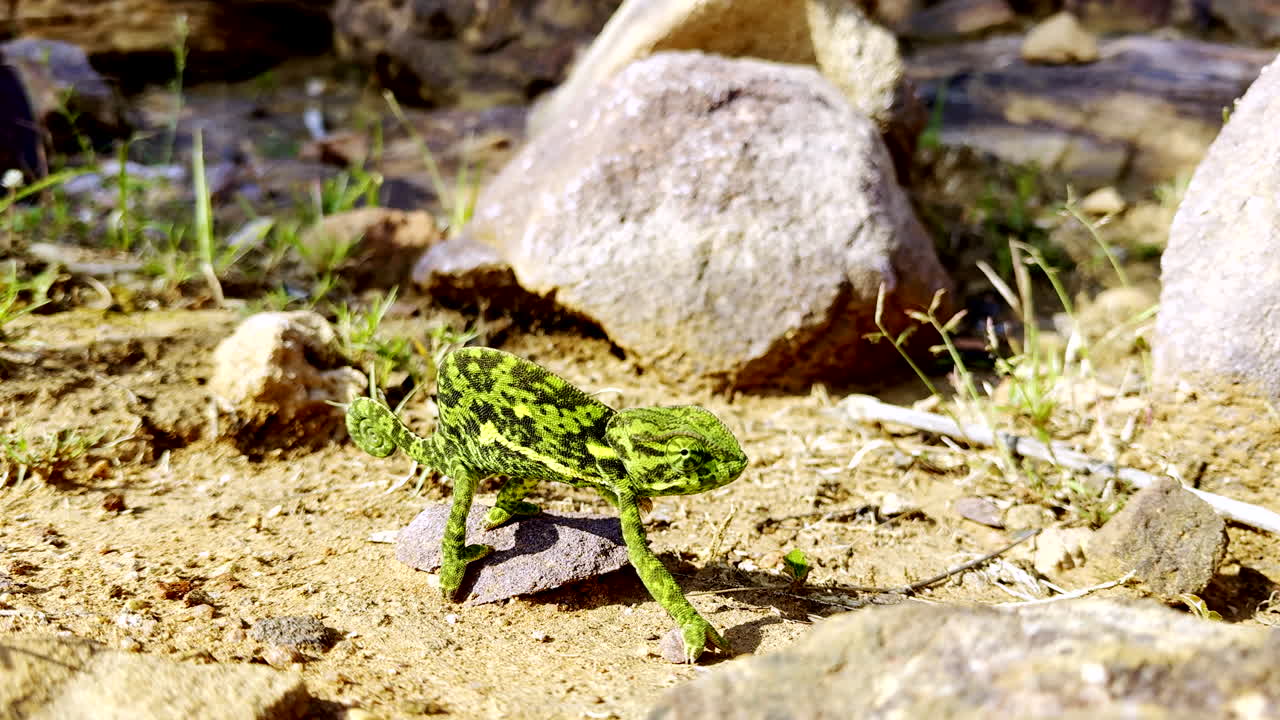Funny looking green chameleon stands stock-still frozen in place on ground, zoom