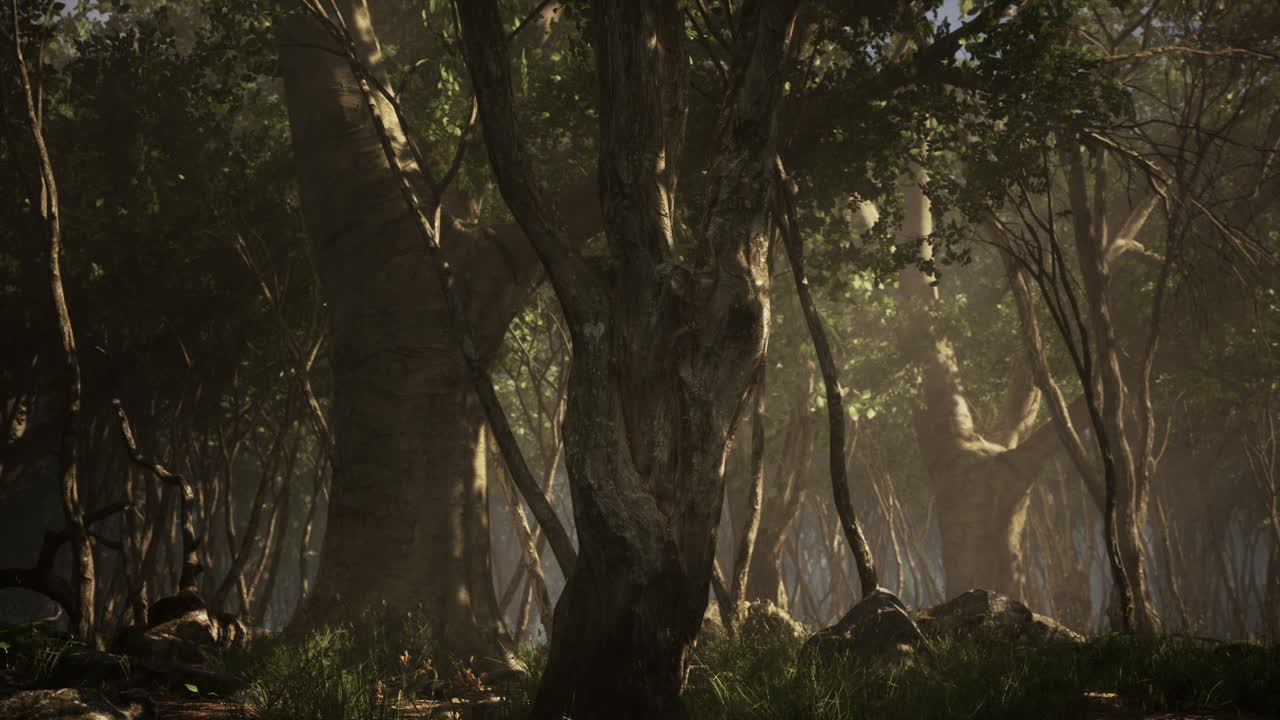wilderness landscape forest with trees and moss on rocks