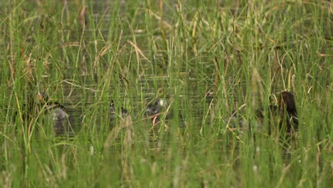 family of four horned grebes floating in lake shallows, obscured by lake grass, two adults, two ducklings.