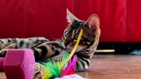 bengal cat pet breed feline indoor active play cute animal up-close goofy
