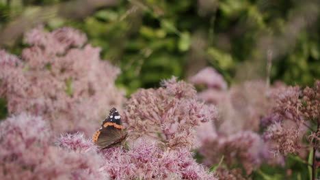 una toma de mano de una mariposa almirante roja recogiendo néctar de las flores rosas entre las plantas verdes
