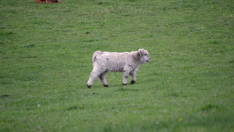 A-tiny-white-highland-calf-walking-over-a-green-meadow-to-meet-his-sibling-and-parents