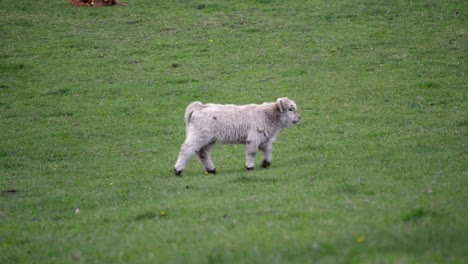 Un-Pequeño-Ternero-Blanco-De-Las-Tierras-Altas-Que-Camina-Sobre-Un-Prado-Verde-Para-Encontrarse-Con-Su-Hermano-Y-Sus-Padres