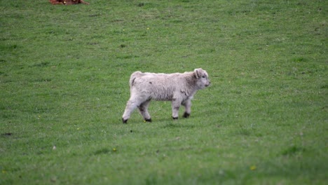 un pequeño ternero blanco de las tierras altas caminando sobre un prado verde para encontrarse con su hermano y sus padres