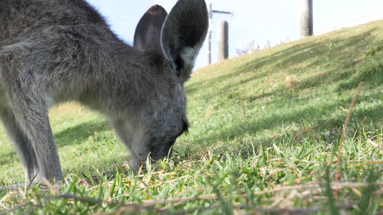해안 곶에서 풀을 먹고 있는 어린 조이 캥거루의 동물 행동 클로즈업 보기